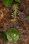 Green adder's-mouth orchid